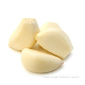 Best Garlic Peeled Price Shelf Life